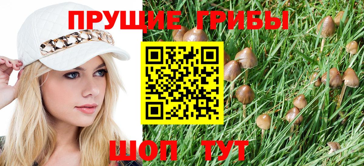 Псилоцибиновые грибы Psilocybe Знаменск